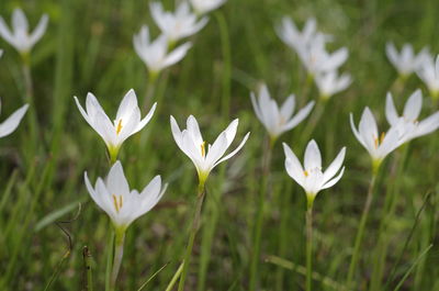 Close-up of white daisy flowers