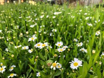 Close-up of white flowering plants on field