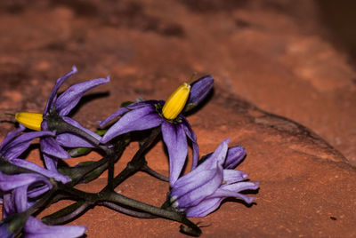 Close-up of purple flowers