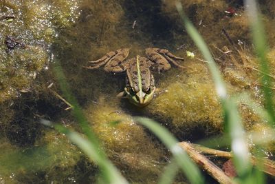 Close-up of turtle in water