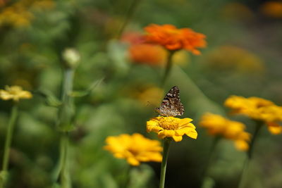 Close-up of butterfly on yellow flowers