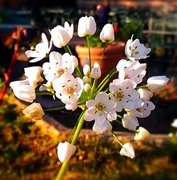 Close-up of white flowers