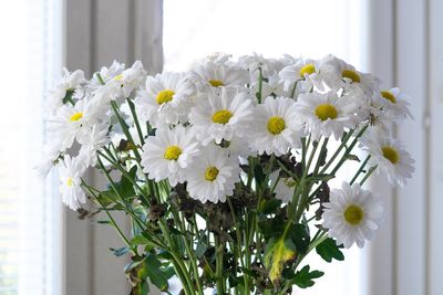 Close-up of white daisy flowers