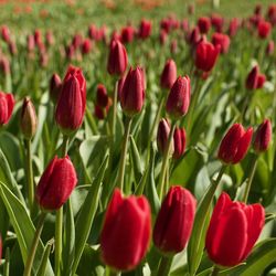 Close-up of red tulips in field