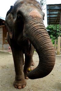 Close-up of elephant against sky