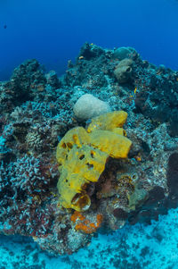 Close-up of coral in sea