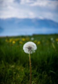 Close-up of flower growing in field against sky