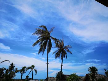 Low angle view of coconut palm tree against sky