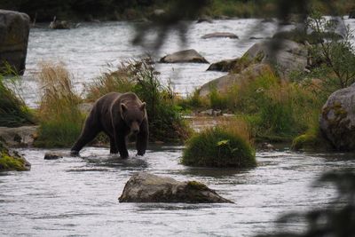 Horse in river