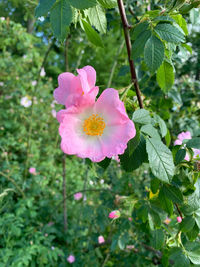 Close-up of pink flowering plant