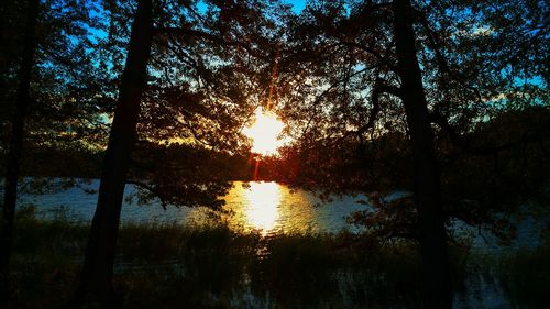 Reflection of trees in water