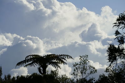 Low angle view of trees against sky