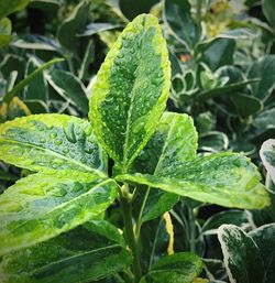 Close-up of leaves