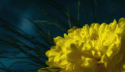Close-up of yellow flower