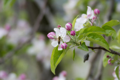 Close-up of pink flowering plant