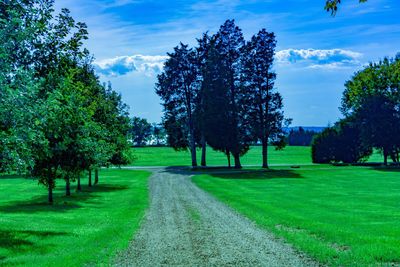 View of trees on landscape