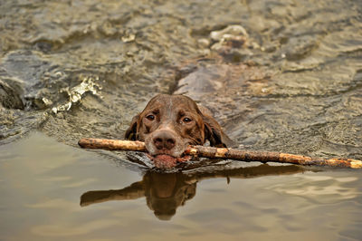 Portrait of dog in lake