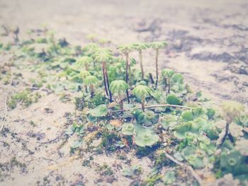 Close-up of plants