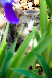 Close-up of cat