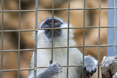 Close-up of monkey in cage at zoo