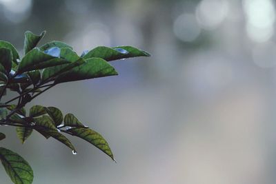 Close-up of plant against blurred background