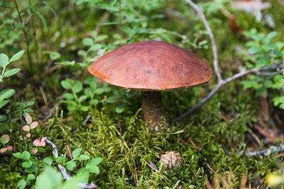 Close-up of mushroom growing on field