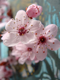 Close-up of plum blossoms