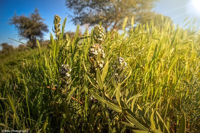 Close-up of plants growing on field
