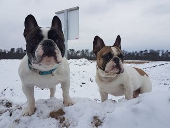 Dogs on snow field against sky