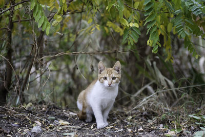 Portrait of a cat on ground