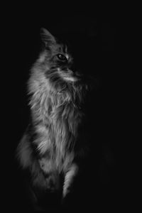 Cat looking away while sitting against black background