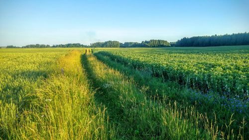 Scenic view of field against sky