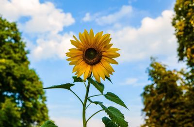 Low angle view of sunflower against sky