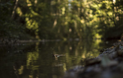 Close-up of birds in lake