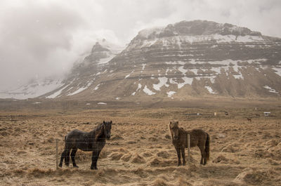 Icelandic horse in winter time