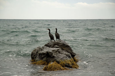 View of birds on rock by sea against sky