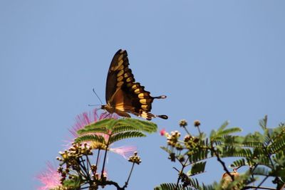 Low angle view of butterfly pollinating on flower