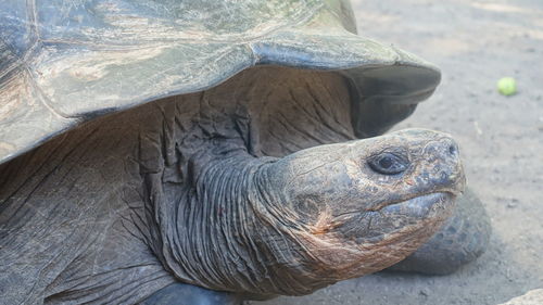 Close-up of tortoise