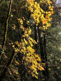 Trees in forest during autumn