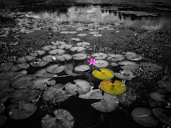 Lotus water lily amidst leaves in lake