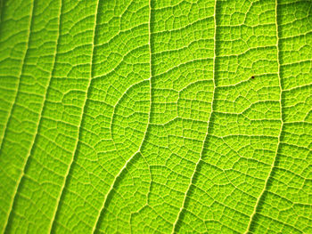 Macro shot of green leaf