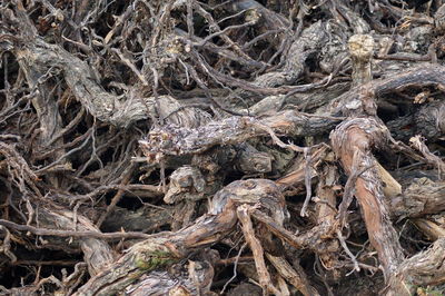 Full frame shot of tree roots on field