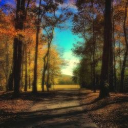 Empty road along trees