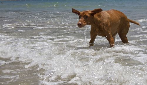 Dog jumping in sea