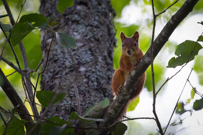 Low angle view of squirrel on tree