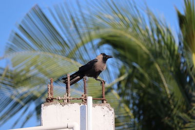 Low angle view of domestic crow bird perching on two iron rod