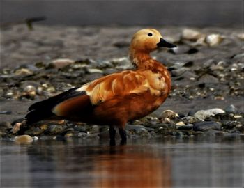 Close-up of bird perching on a lake