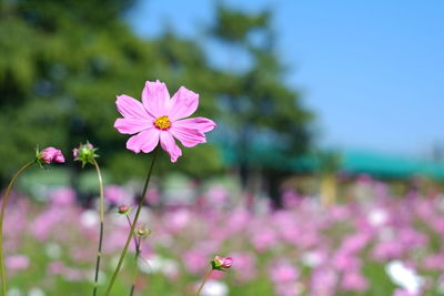 Close-up of pink cosmos flowers blooming on field