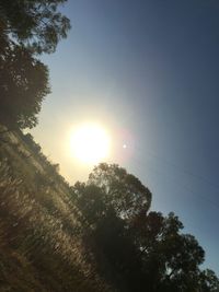 Low angle view of trees against bright sun