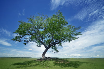 Tree on field against sky